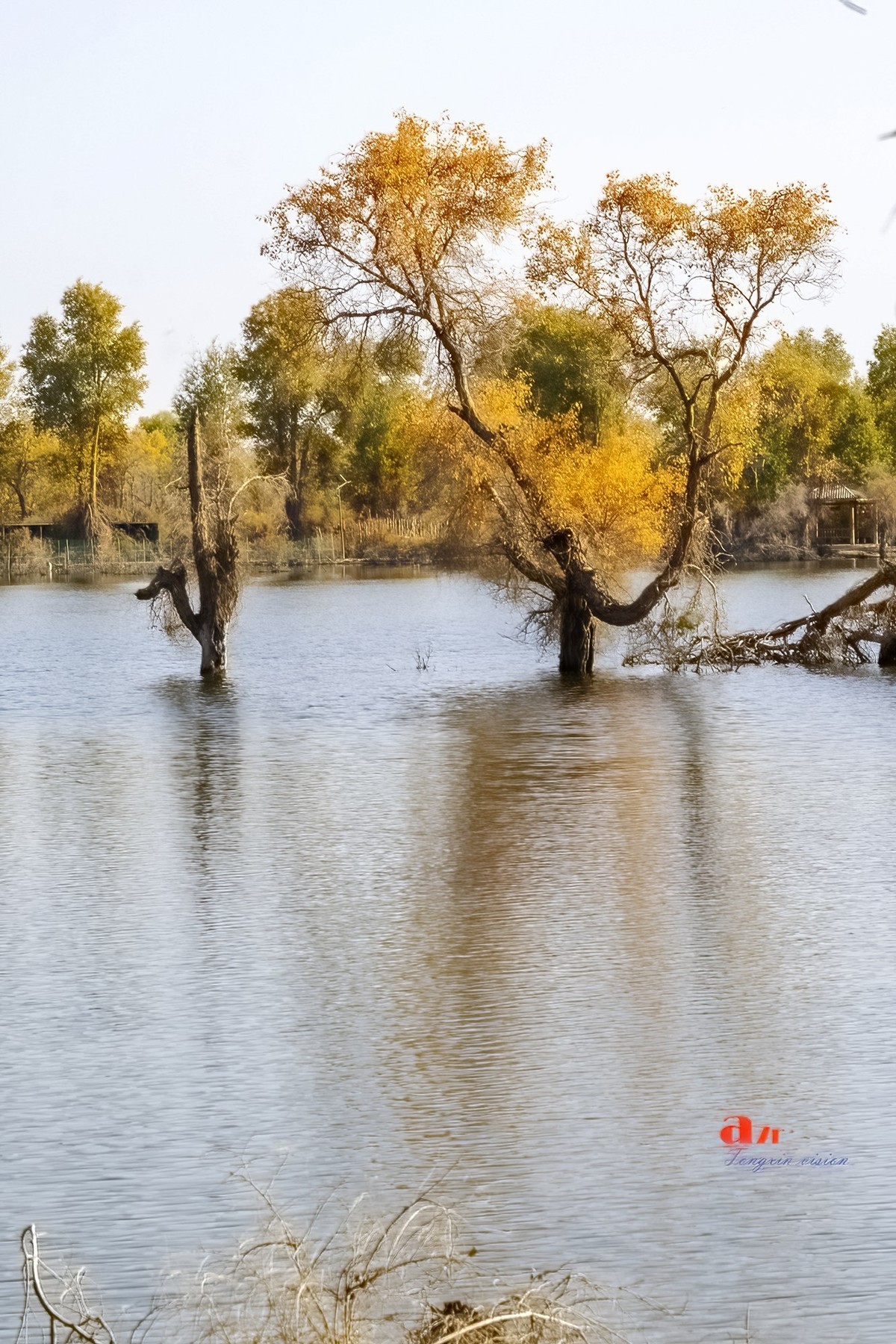 南疆行——沙雅胡杨林（4）
