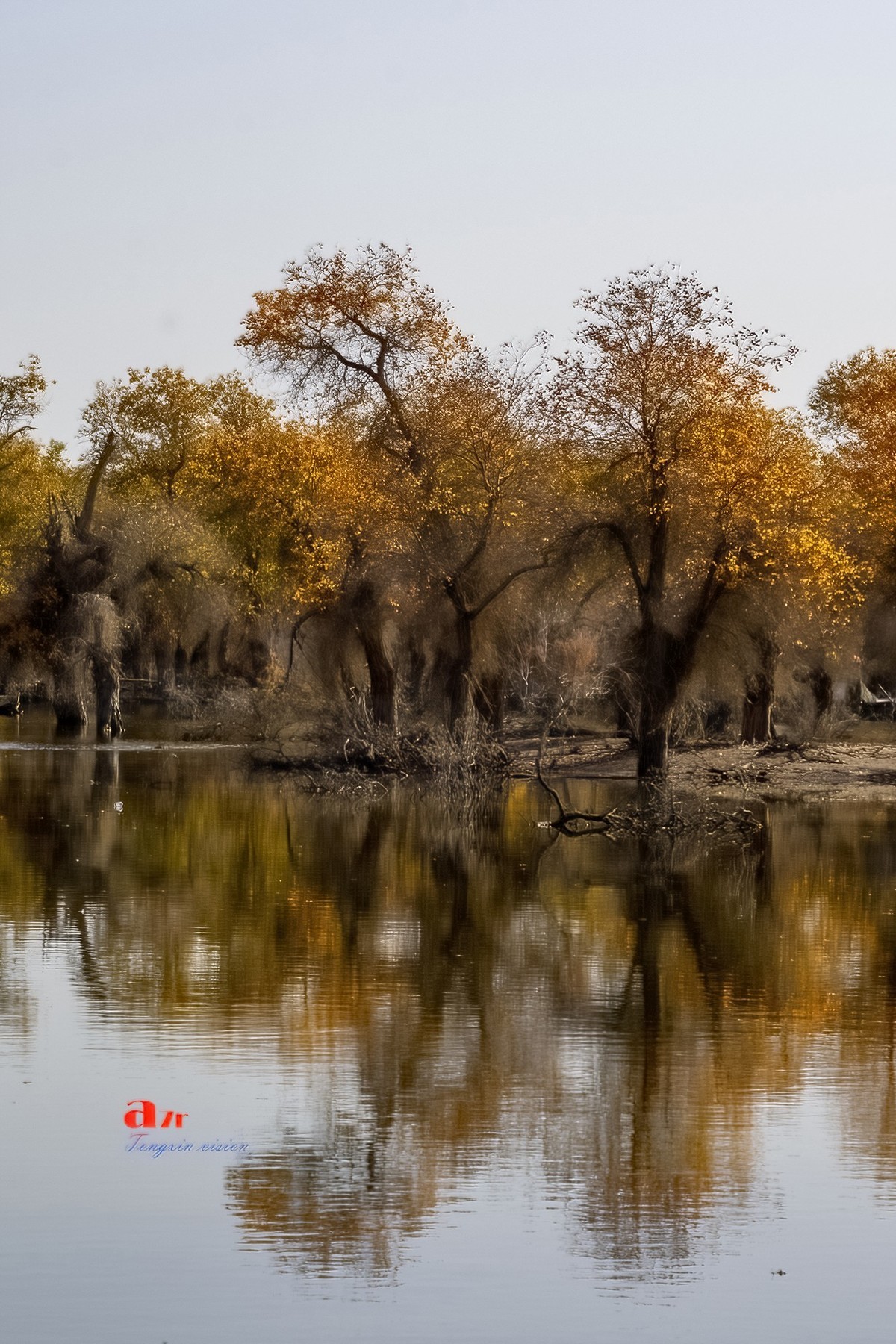 南疆行——沙雅胡杨林（4）