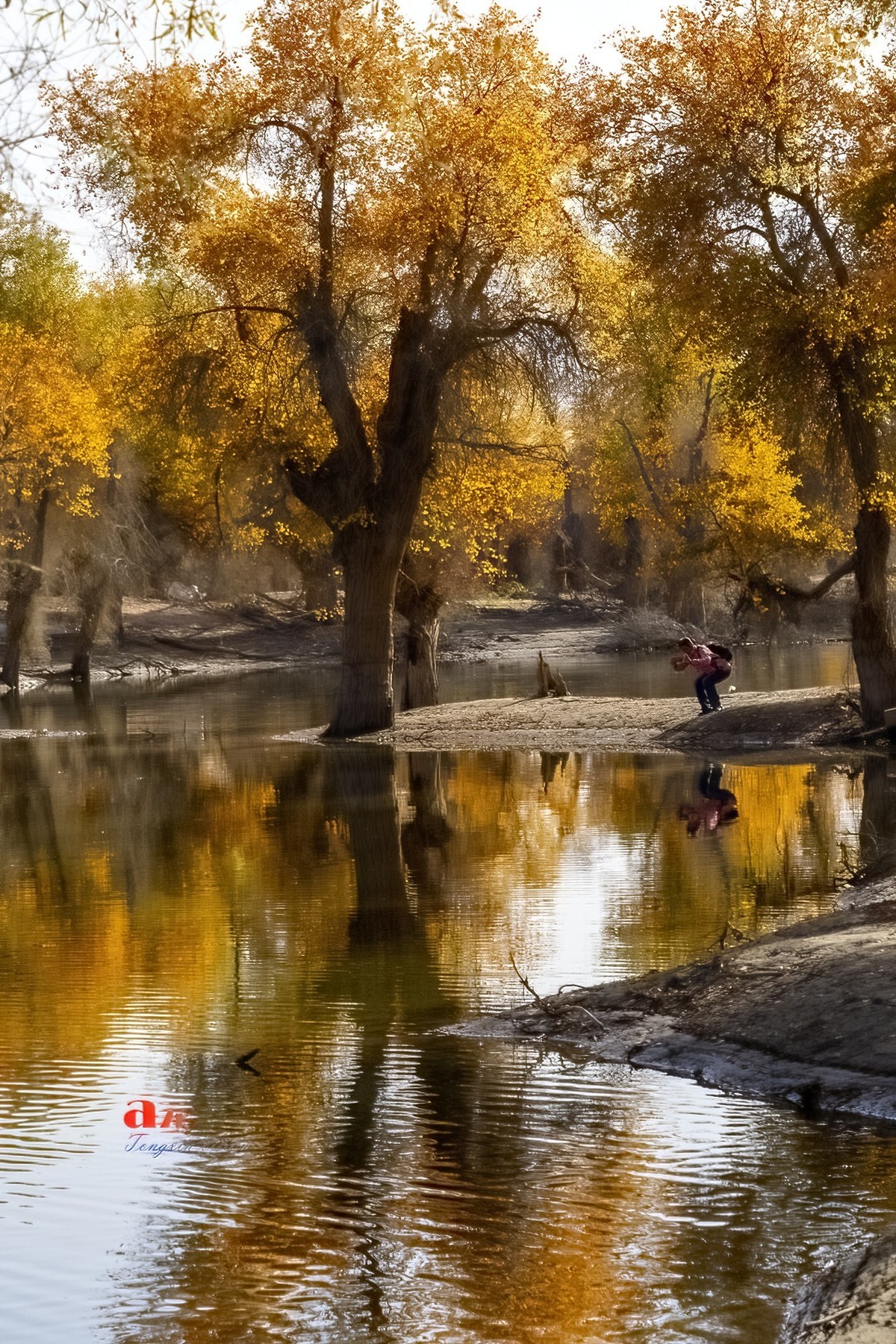 南疆行——沙雅胡杨林（4）