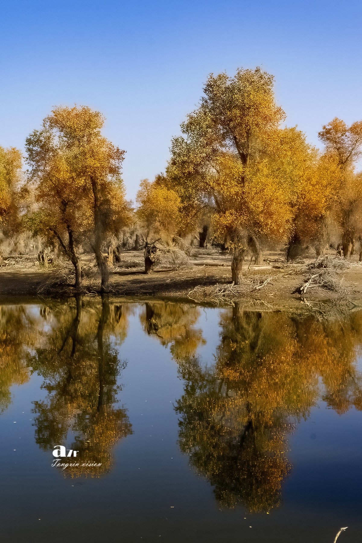 南疆行——沙雅胡杨林（4）