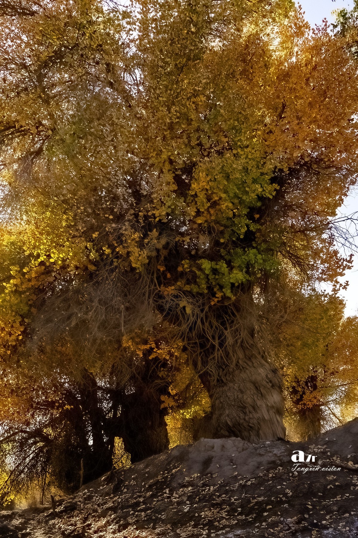 南疆行——沙雅胡杨林（4）