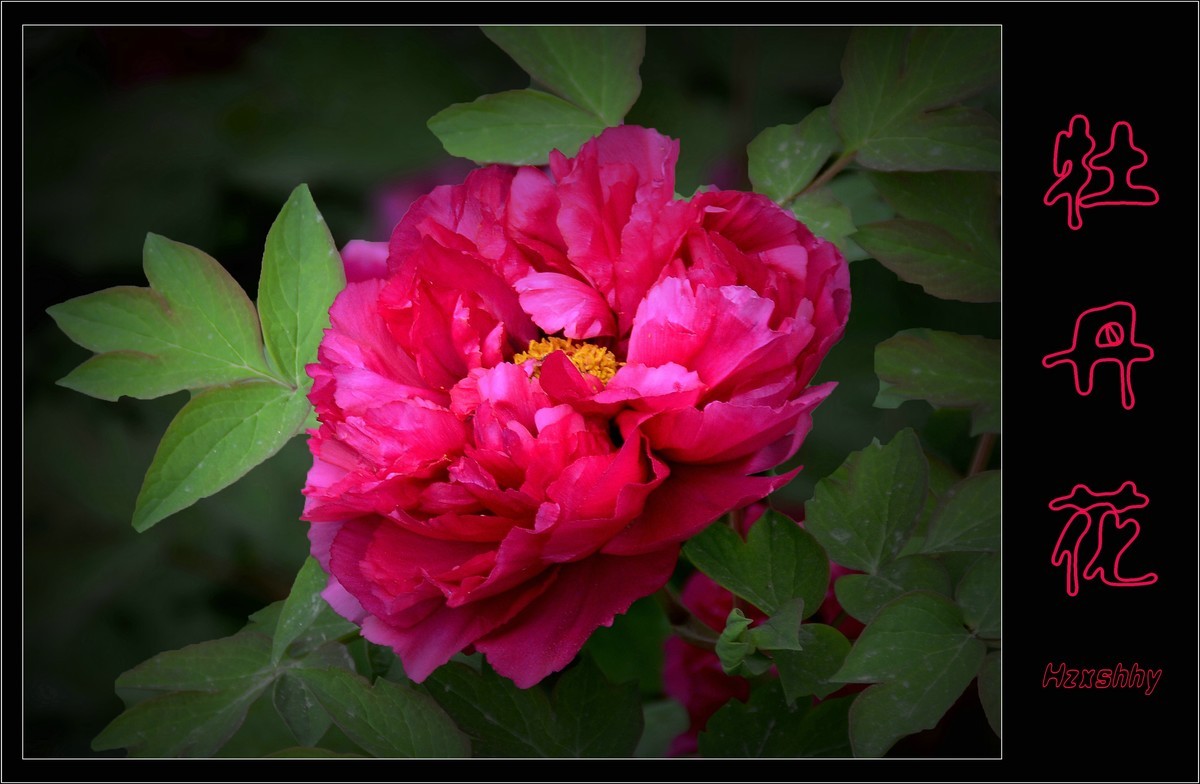 牡丹花 (2022214)