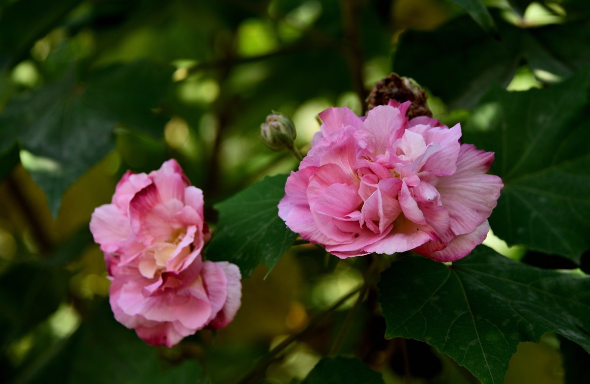 2022花卉赏析——芙蓉花【3】