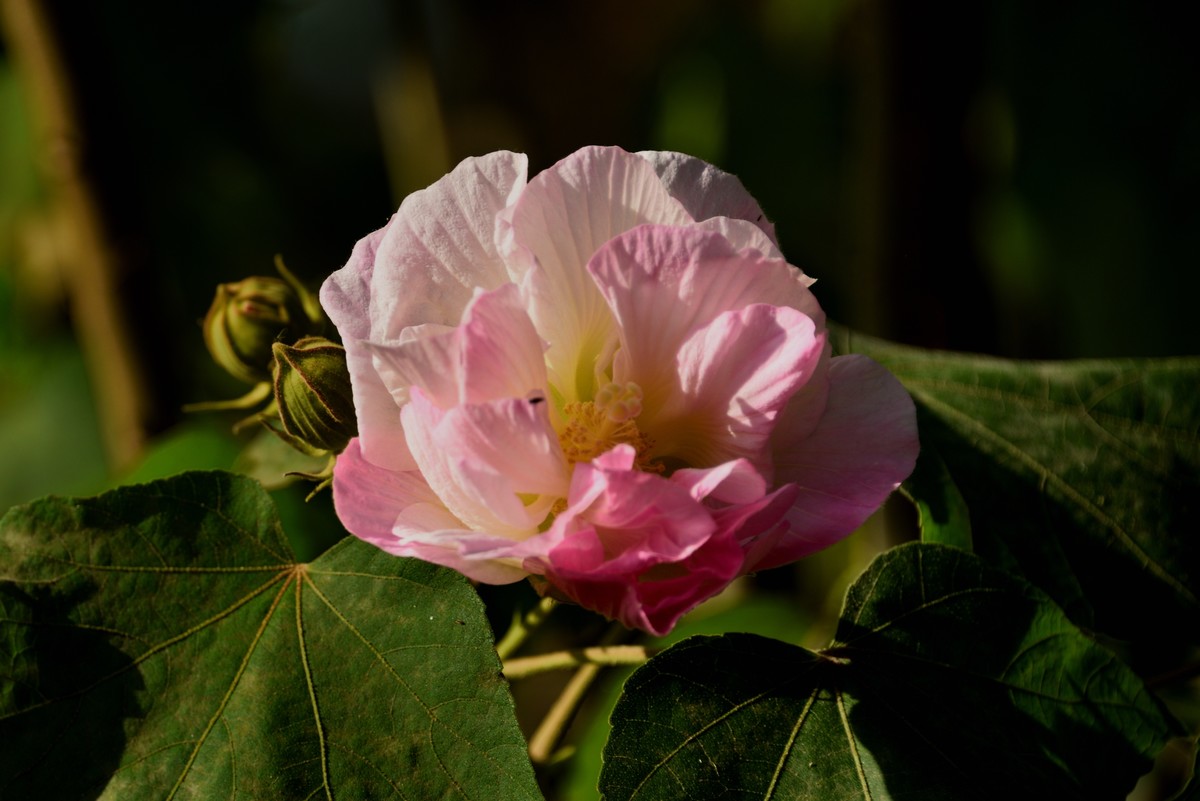 2022花卉赏析——芙蓉花【3】
