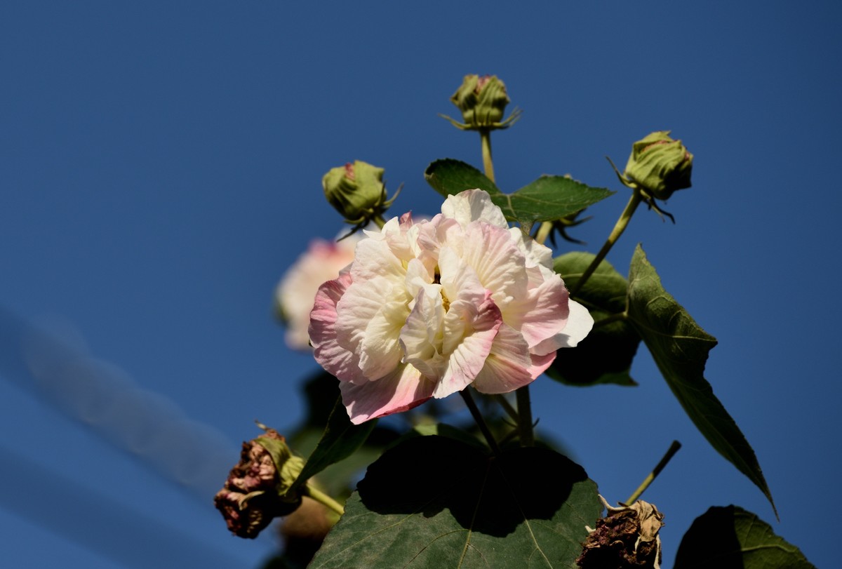 2022花卉赏析——芙蓉花【3】