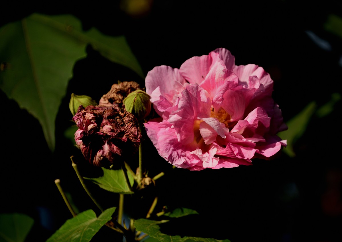 2022花卉赏析——芙蓉花【3】