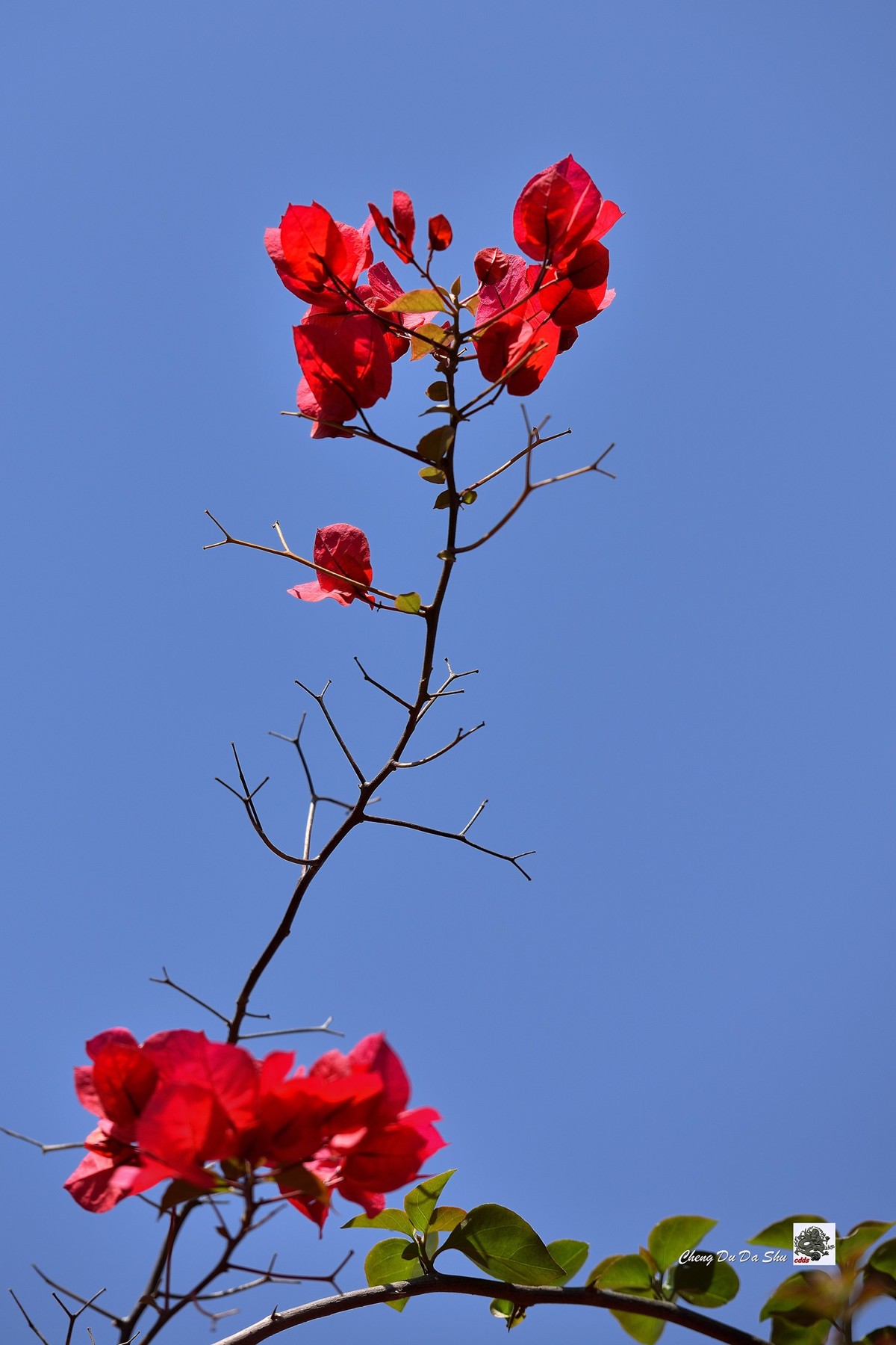 春拍三角梅（二）