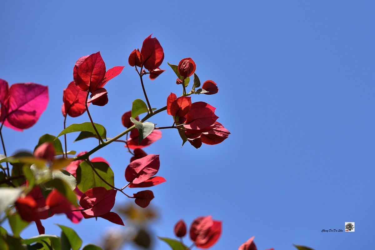 春拍三角梅（二）