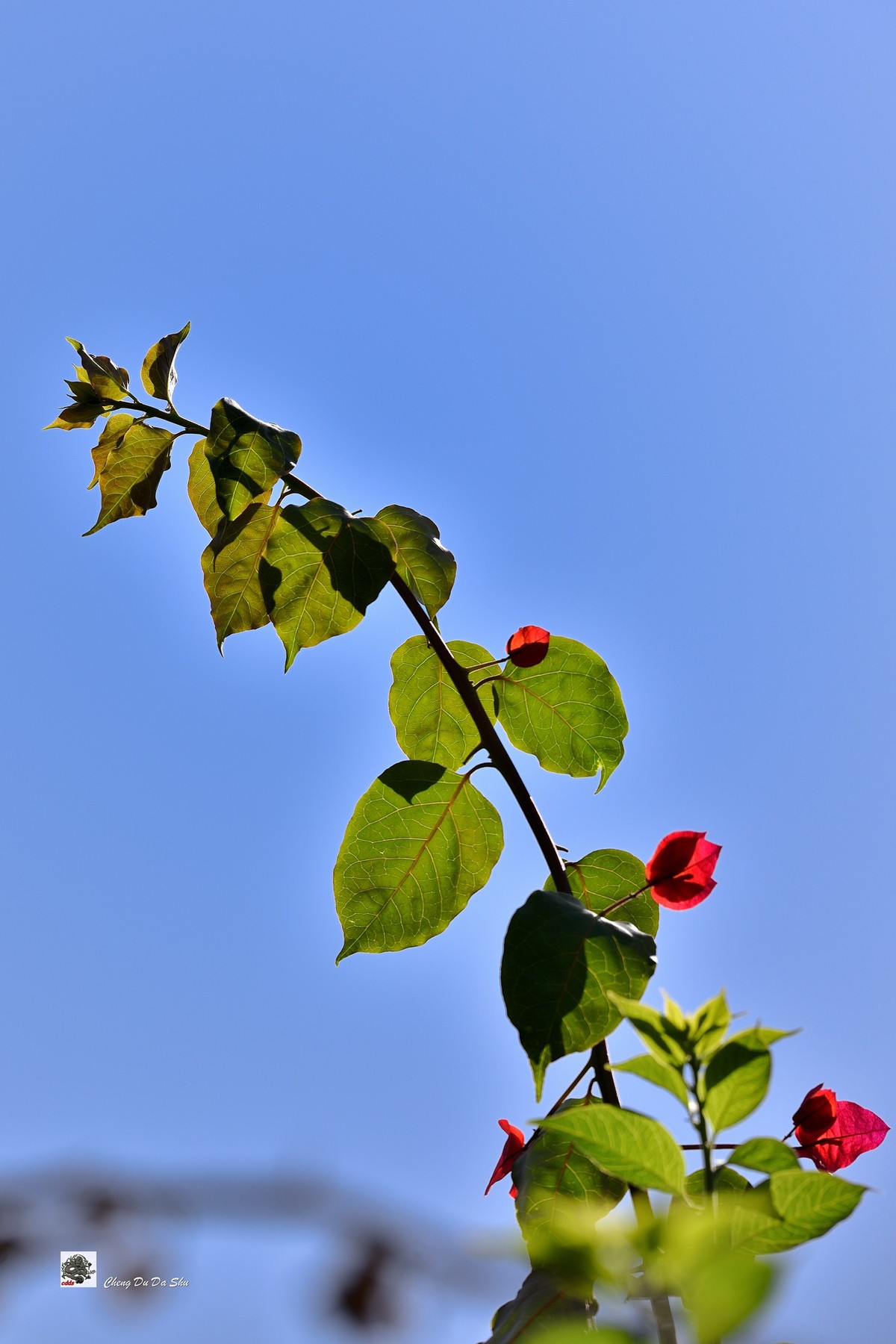 春拍三角梅（二）