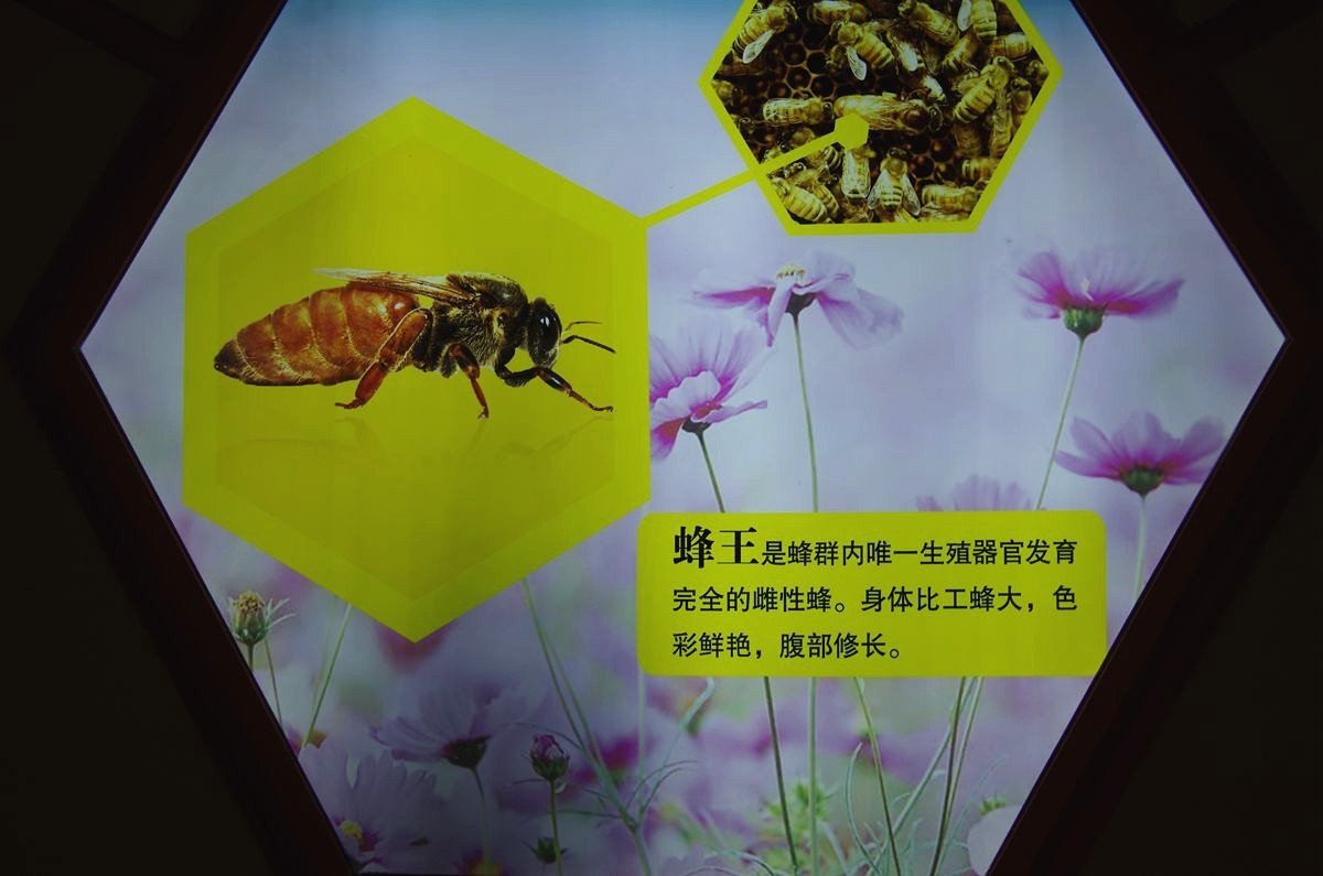 蜜蜂病虫害监测风险评估预警系统