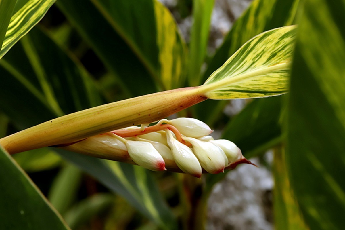 夏日艳而不俗艳山姜..