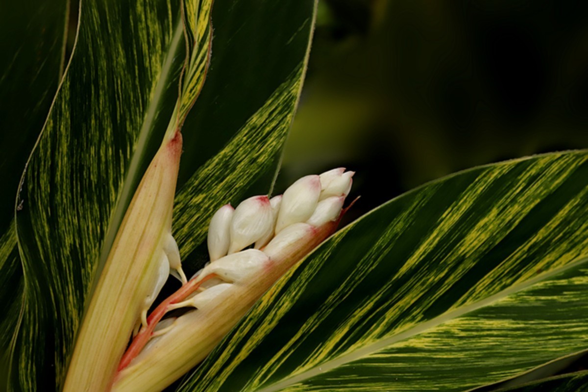 夏日艳而不俗艳山姜..