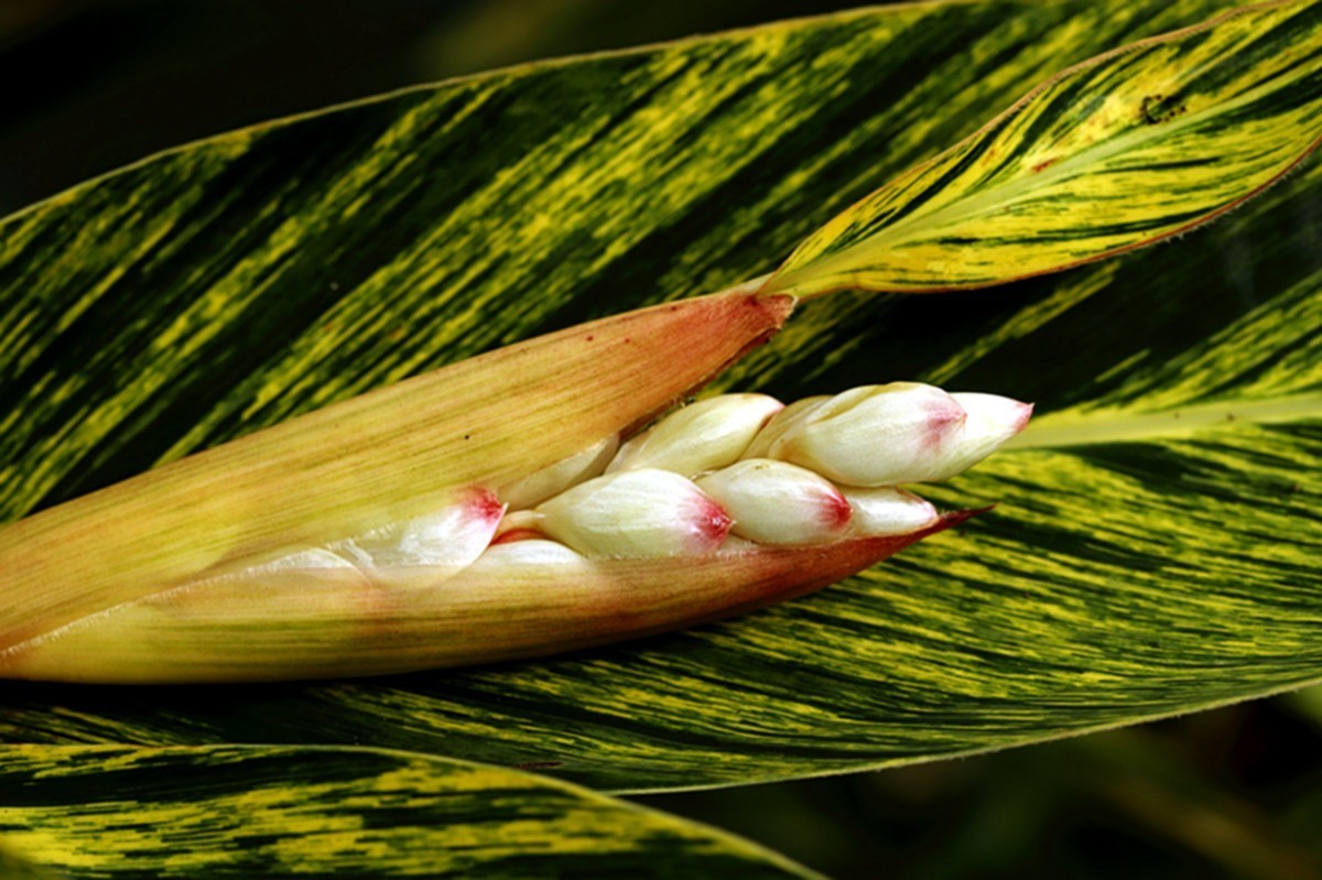 夏日艳而不俗艳山姜..