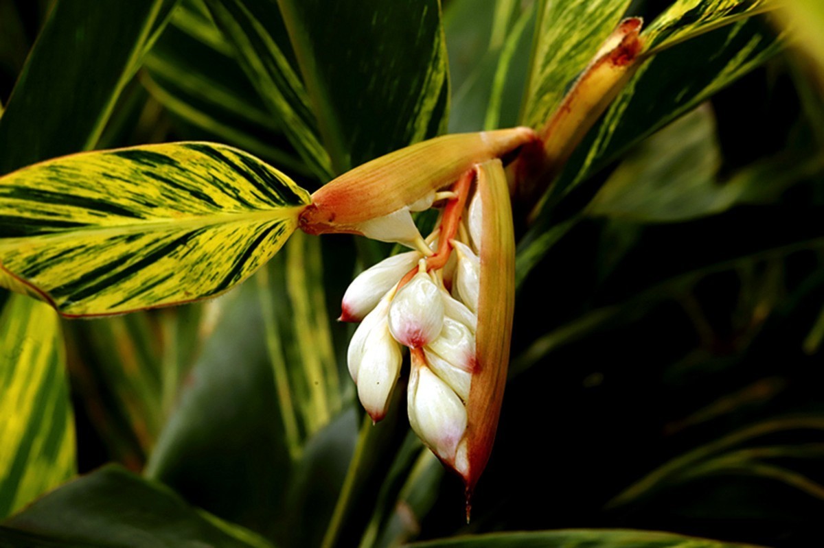 夏日艳而不俗艳山姜..