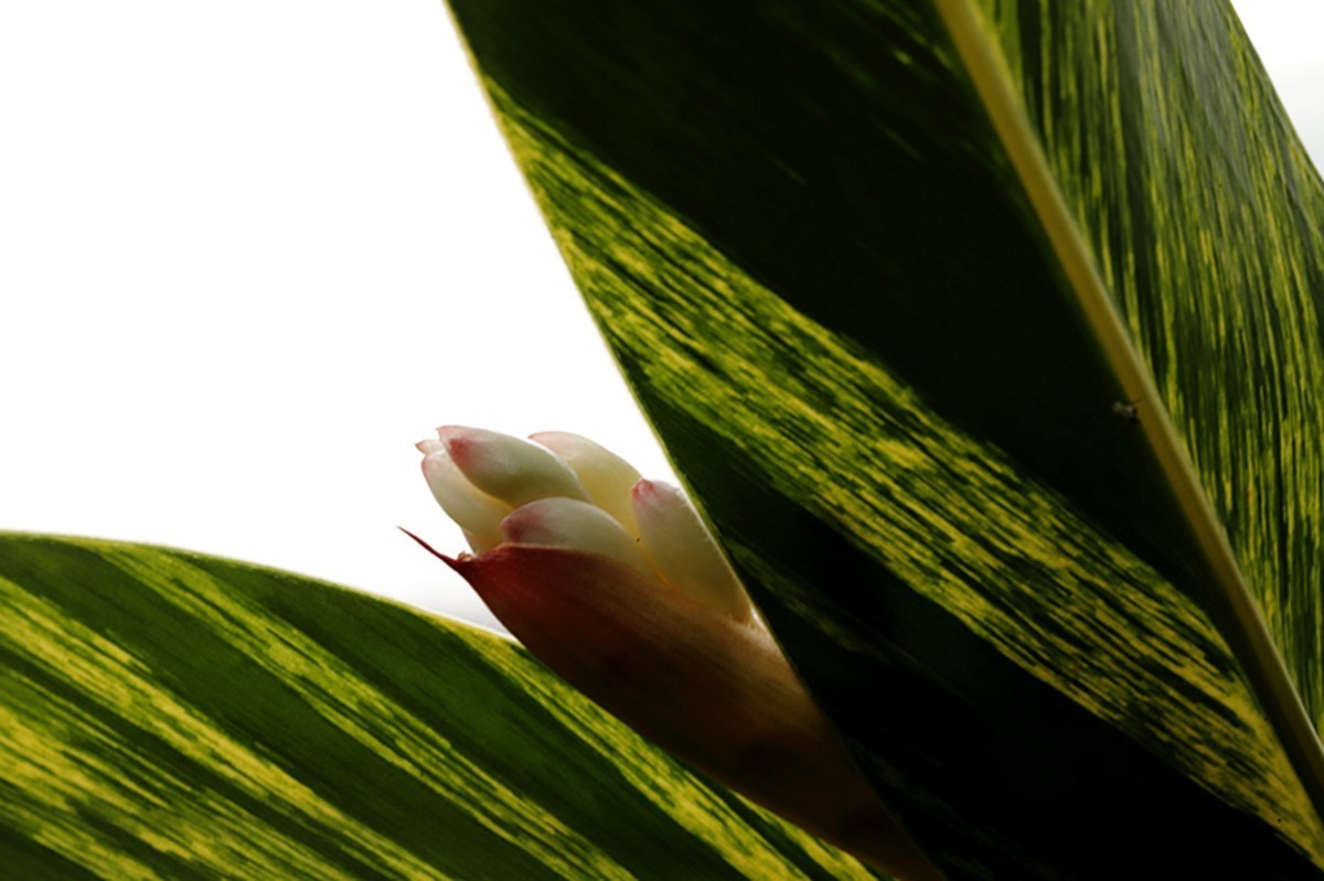 夏日艳而不俗艳山姜..