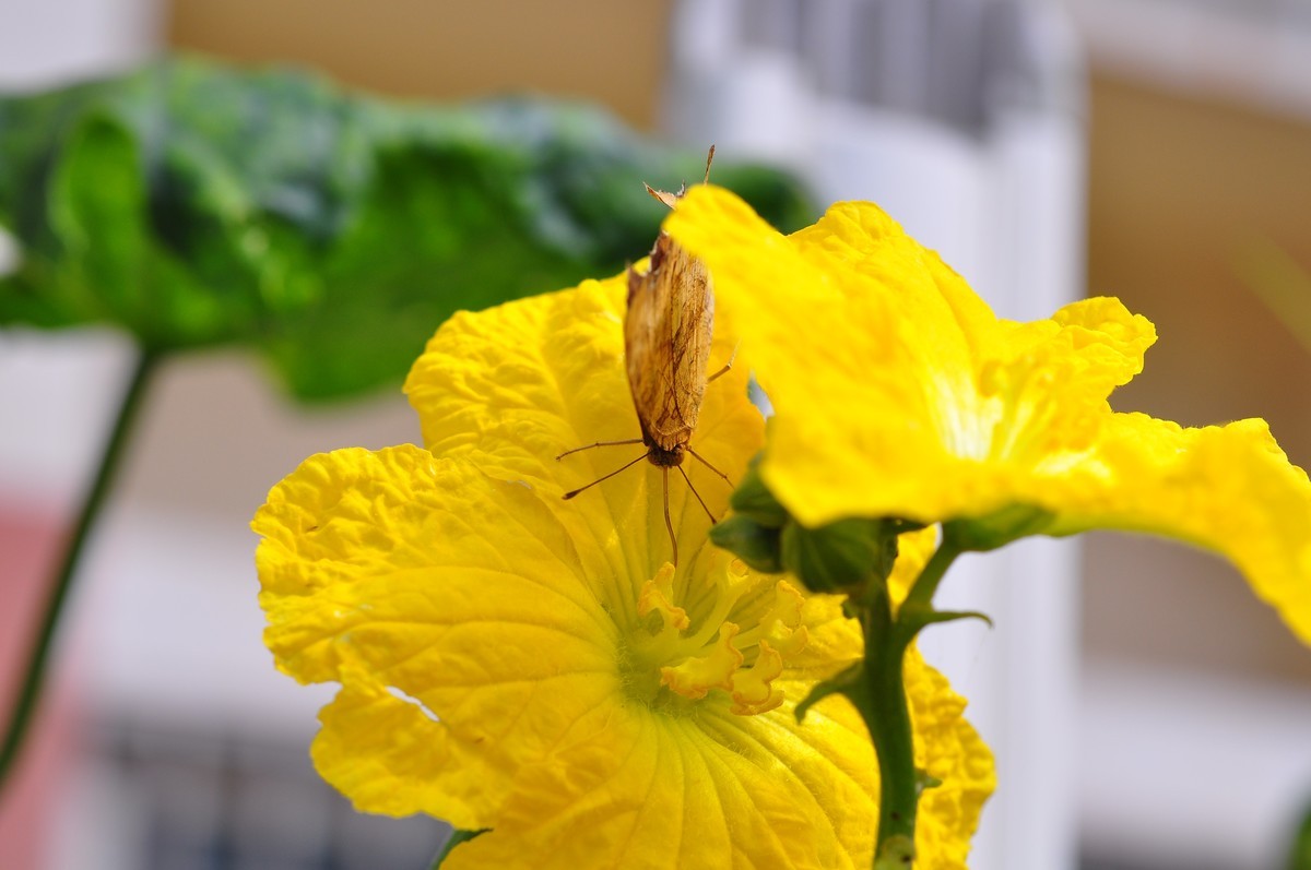 D90+60MM微距试拍，等效90mm焦距