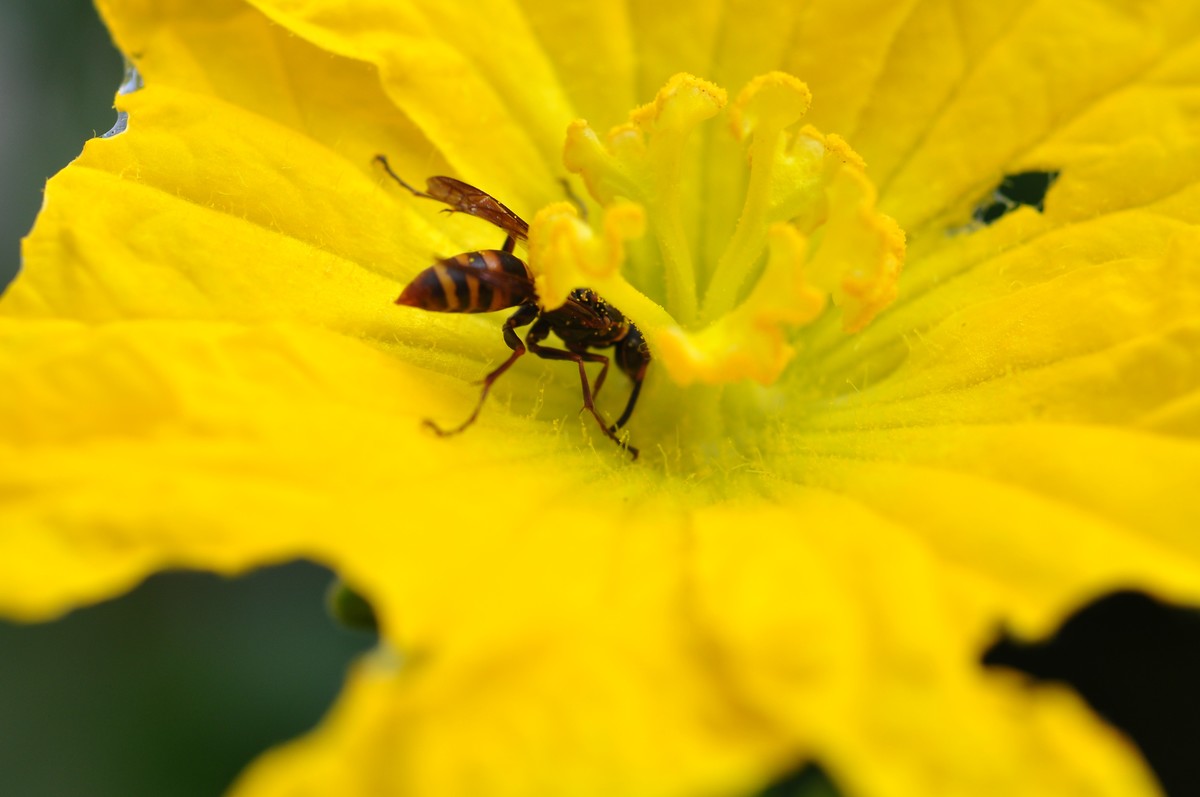 D90+60MM微距试拍，等效90mm焦距