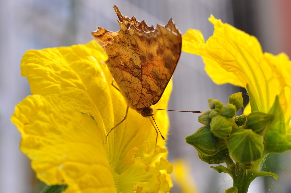 D90+60MM微距试拍，等效90mm焦距