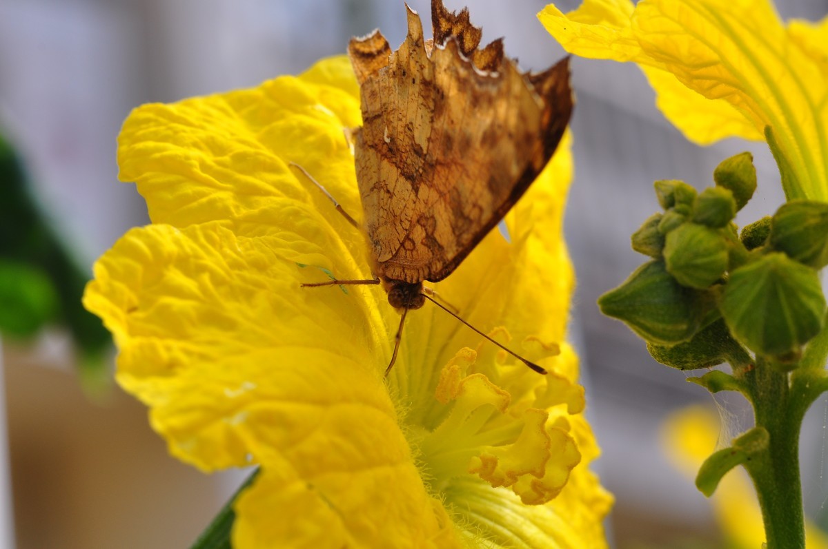 D90+60MM微距试拍，等效90mm焦距