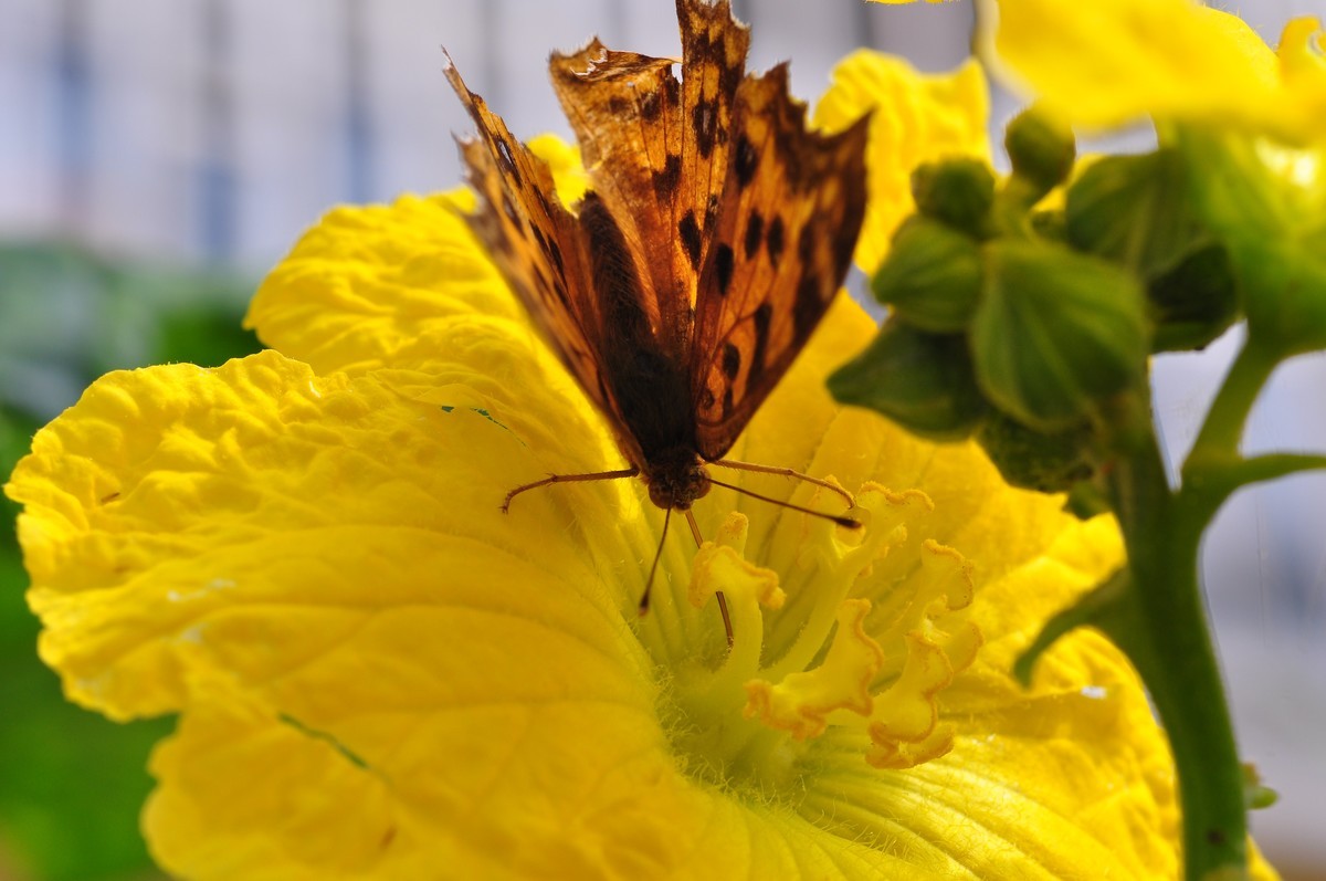 D90+60MM微距试拍，等效90mm焦距