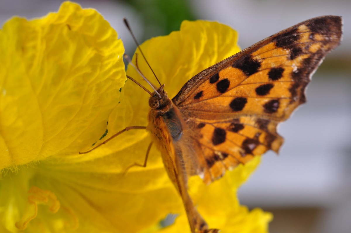 D90+60MM微距试拍，等效90mm焦距