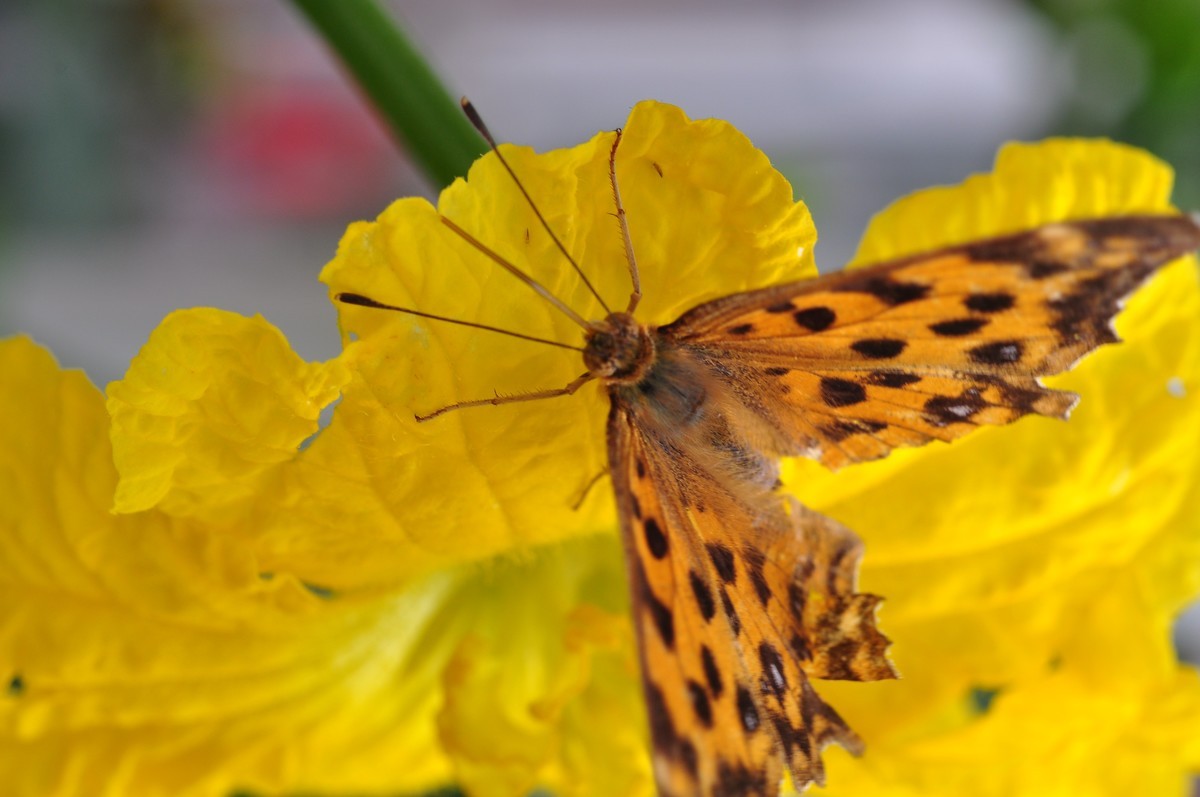 D90+60MM微距试拍，等效90mm焦距