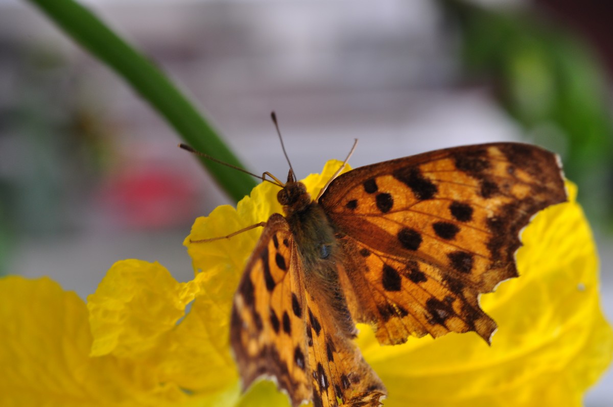 D90+60MM微距试拍，等效90mm焦距