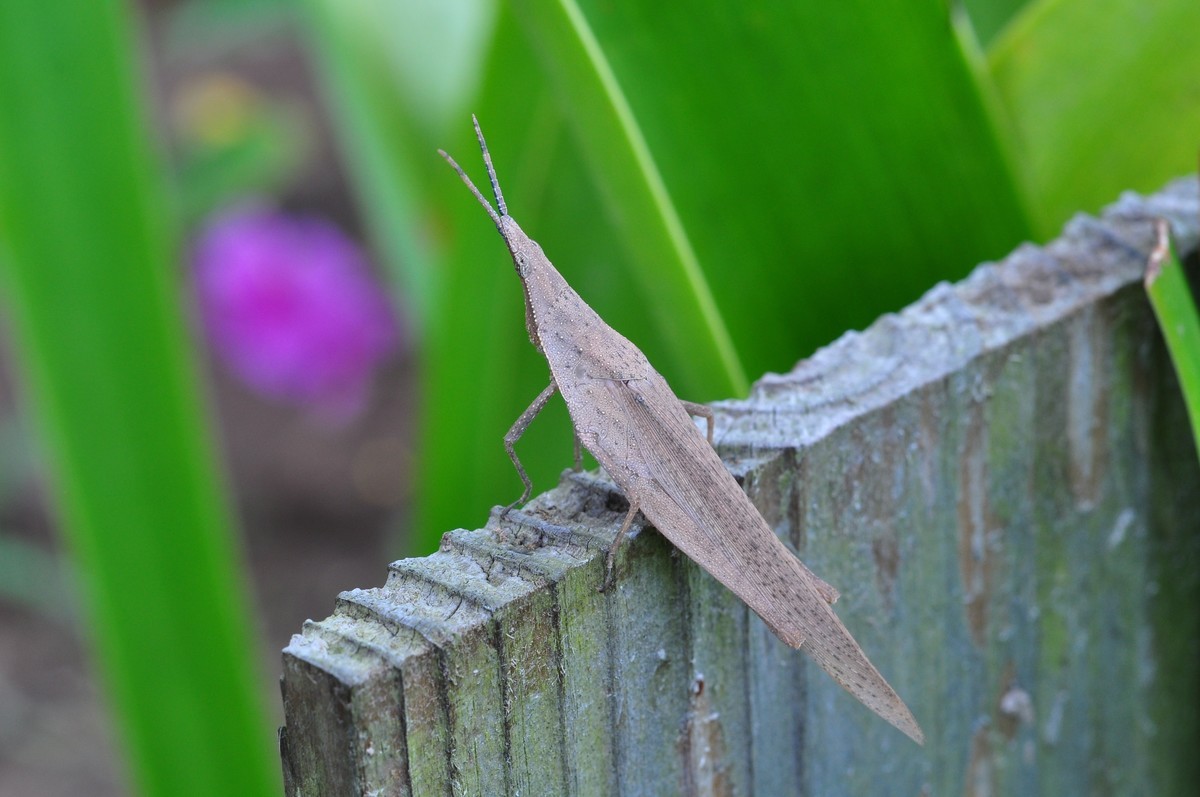 D90+60MM微距试拍，等效90mm焦距