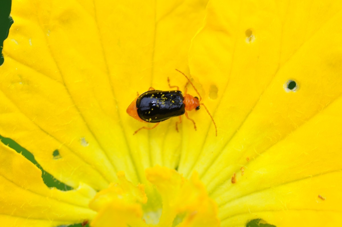 D90+60MM微距试拍，等效90mm焦距