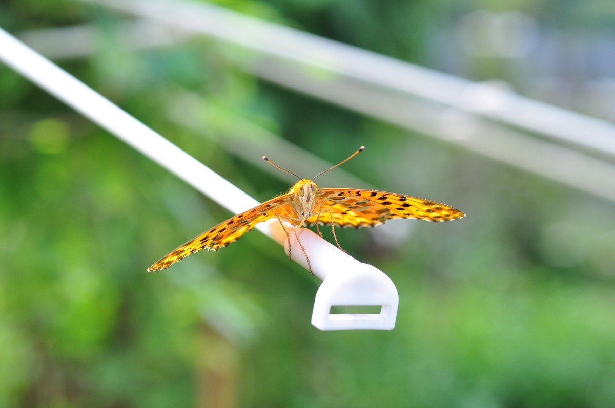 D90+60MM微距试拍，等效90mm焦距