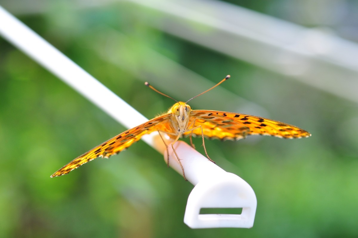 D90+60MM微距试拍，等效90mm焦距