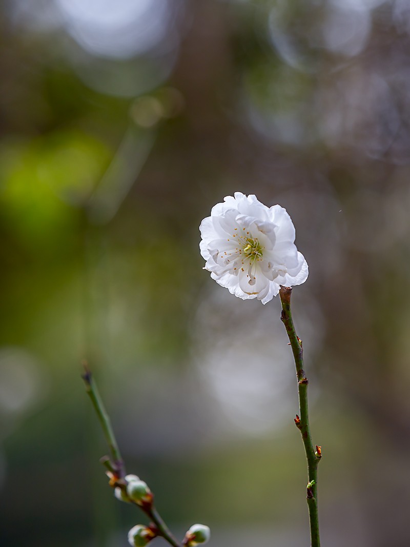 桃花（白碧）