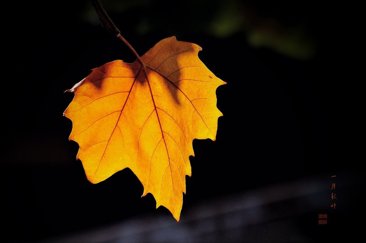 一片树叶