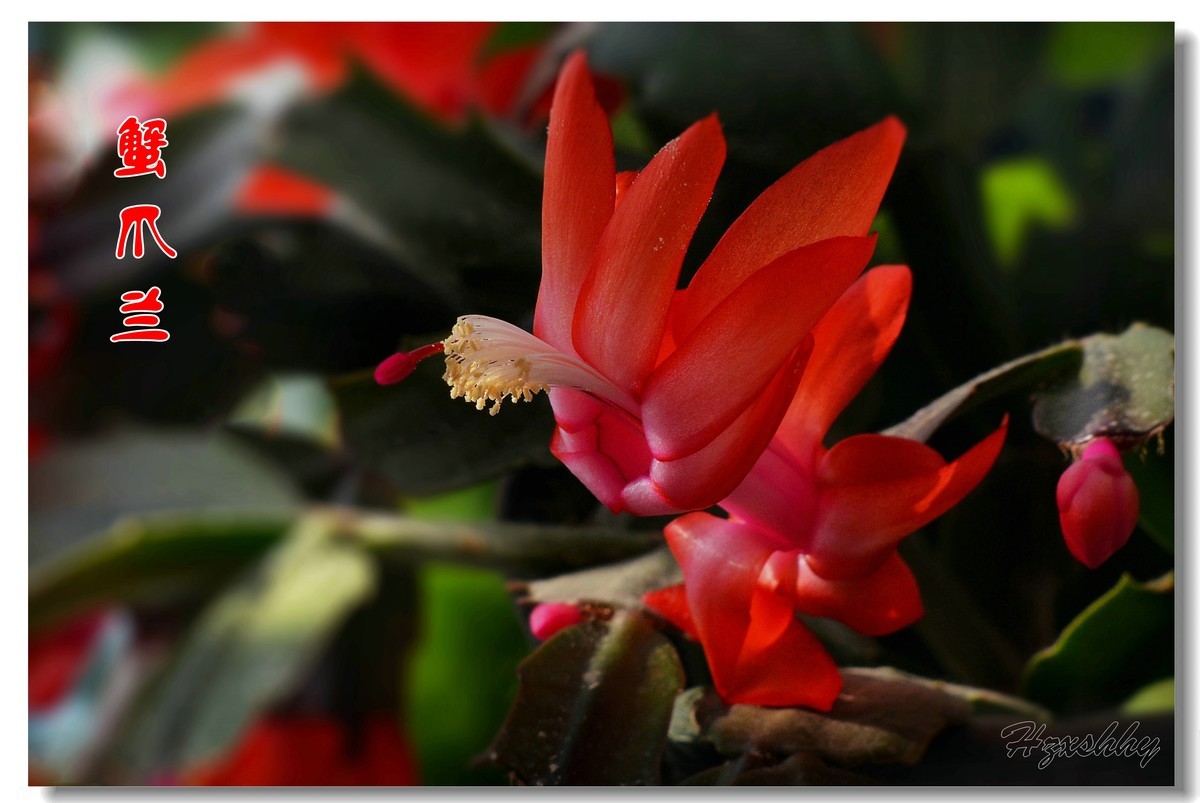 蟹爪兰（2024294）