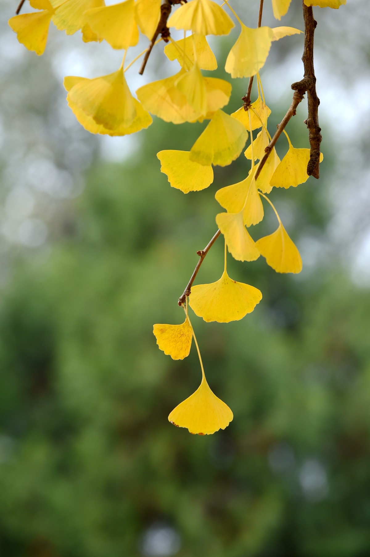 人间满目皆清欢，唯有银杏不负秋。