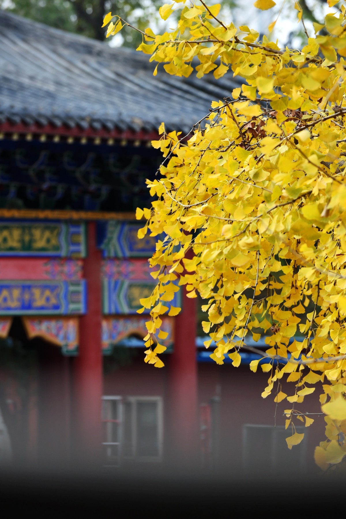 人间满目皆清欢，唯有银杏不负秋。