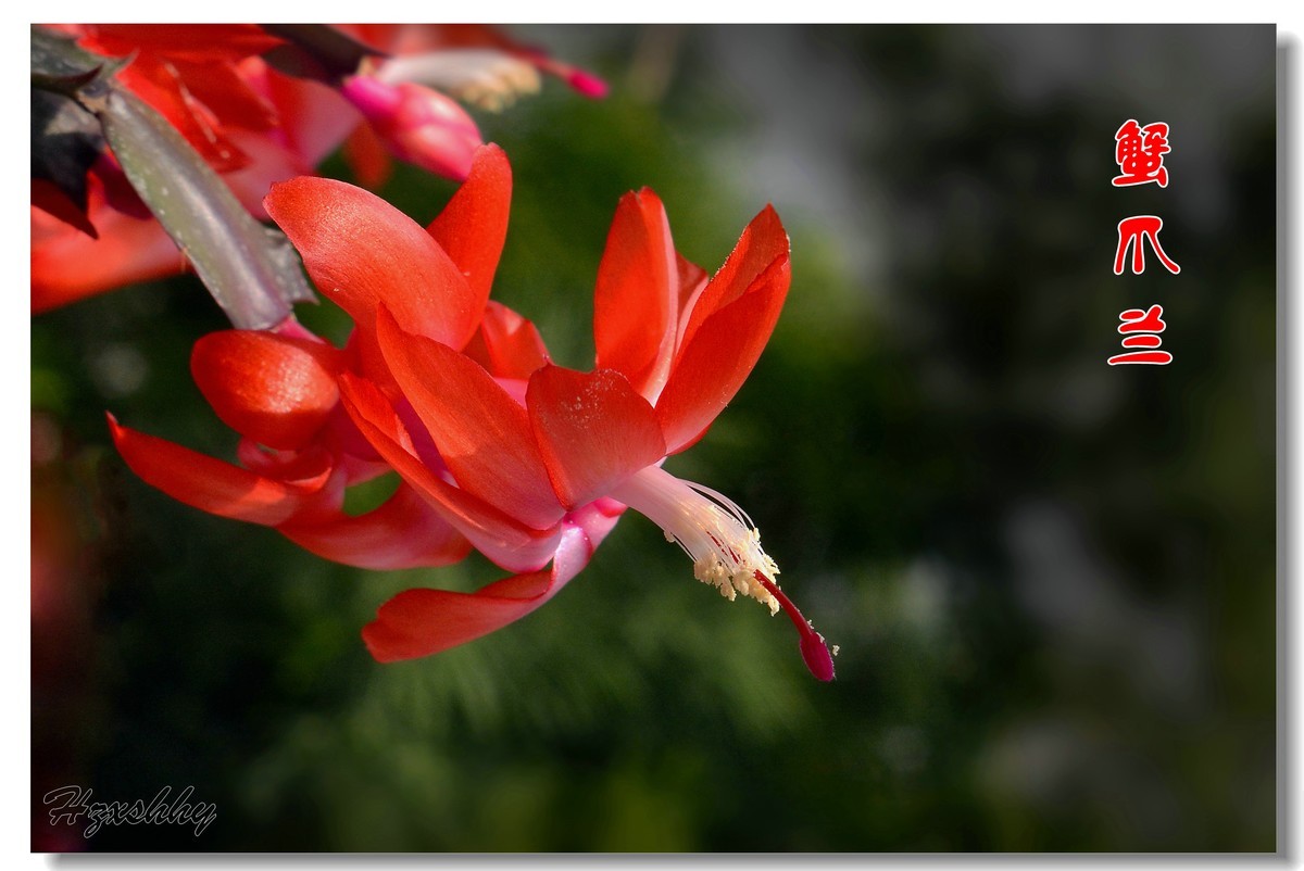 蟹爪兰（2024294）