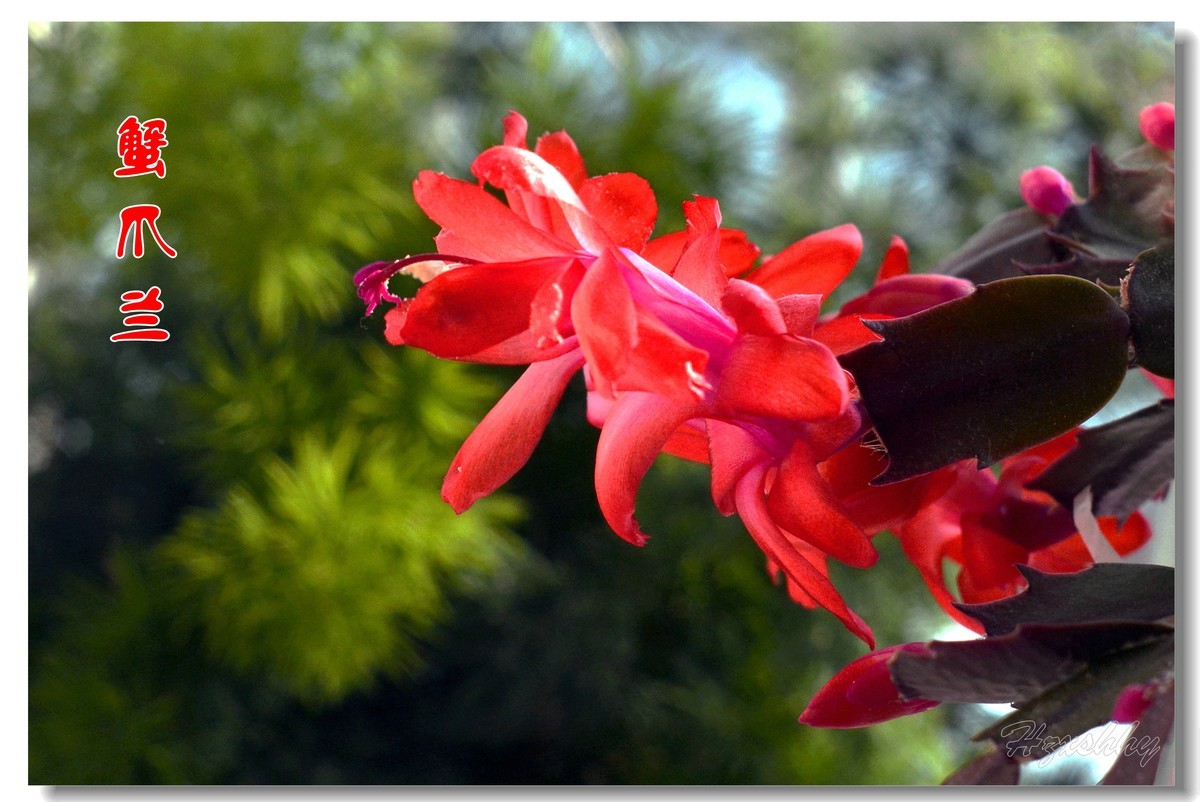 蟹爪兰（2024294）