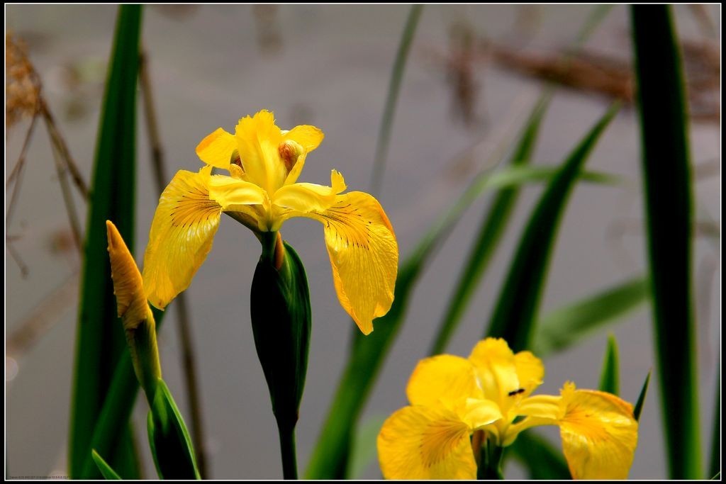 鸢尾花-2