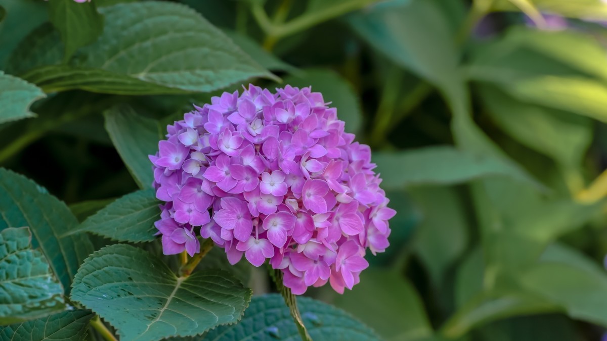 夏游玉渊潭20220623《19》