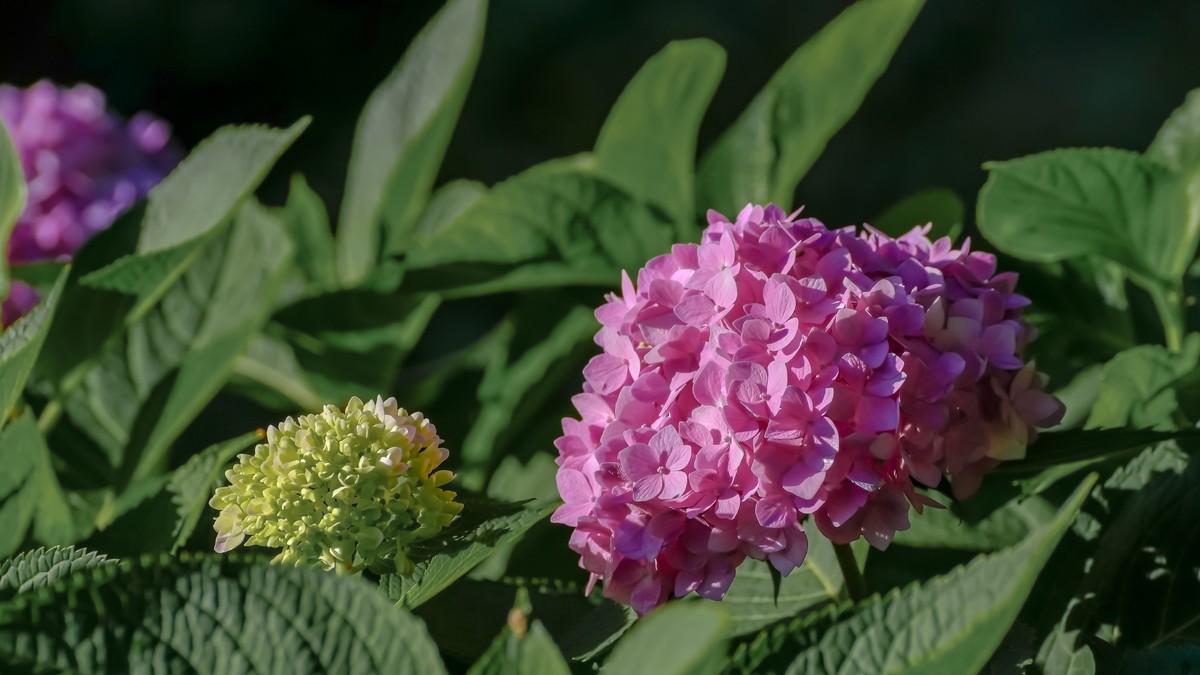 夏游玉渊潭20220623《19》