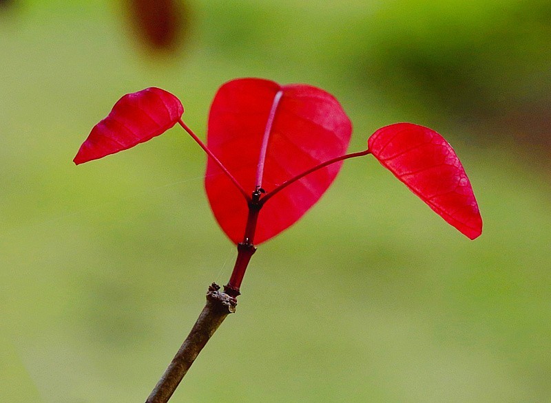 758【不老松：海南游摄纪实】临高长島兰湾的紫锦木!