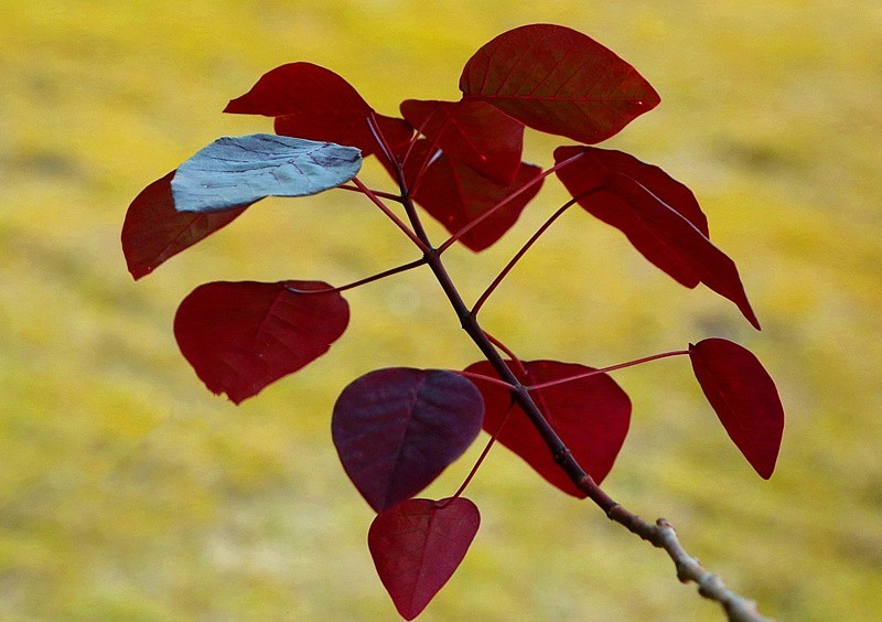 758【不老松：海南游摄纪实】临高长島兰湾的紫锦木!
