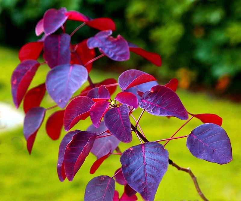 758【不老松：海南游摄纪实】临高长島兰湾的紫锦木!