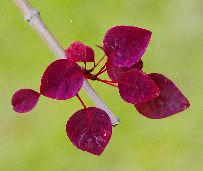 758【不老松：海南游摄纪实】临高长島兰湾的紫锦木!