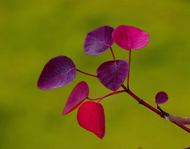 758【不老松：海南游摄纪实】临高长島兰湾的紫锦木!