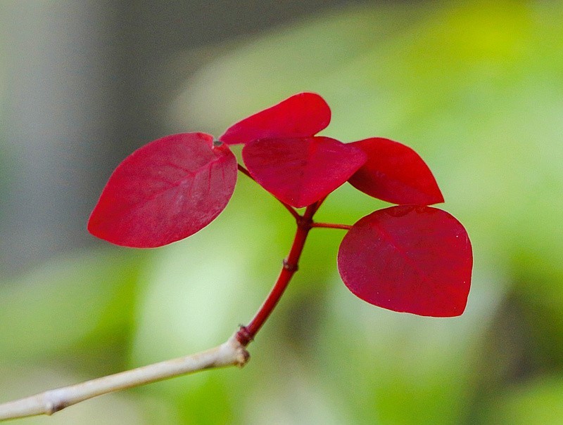 758【不老松：海南游摄纪实】临高长島兰湾的紫锦木!