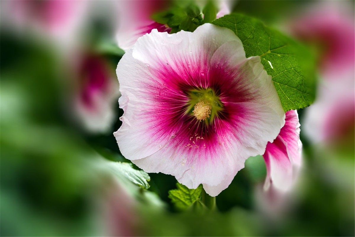 蜀葵花