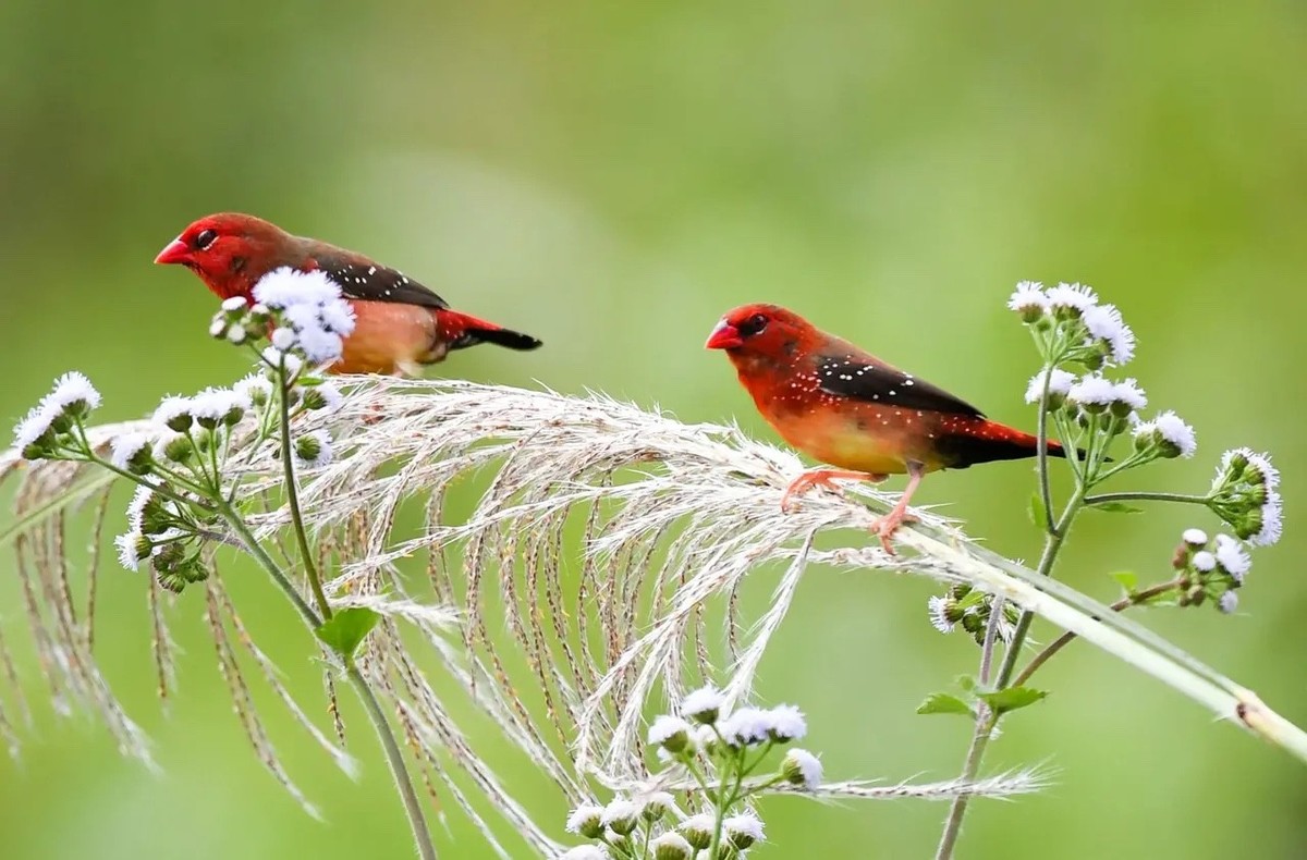 芦苇上红梅花雀爱情--连拍