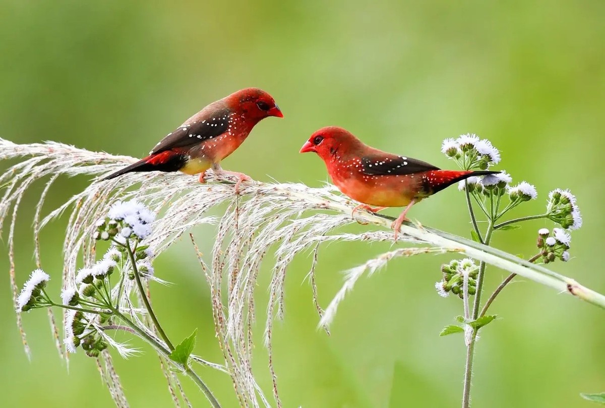 芦苇上红梅花雀爱情--连拍